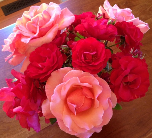 my roses