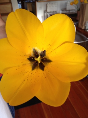 a giant yellow tulip in bloom from my yard